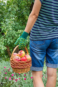 女人手里拿着有红苹果的螺旋篮子图片