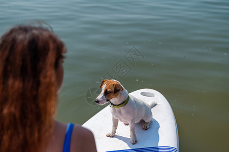 一位红发女子和她的狗骑着立式单桨冲浪板的后视图 杰克罗素梗与主人一起冲浪的肖像 夏季水上运动女孩乐趣行动女性木板航程太阳平衡晚饭图片