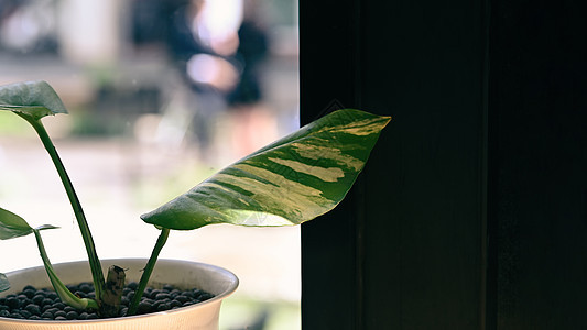 轻便起居室的木制桌子上的空气净化房屋植物图片