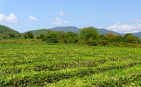 茶田 庄稼 自然选择 茶园新鲜茶叶叶图片