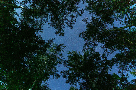 家装背景带有树影的夜星空 长期曝光摄影 复制空间( X)背景