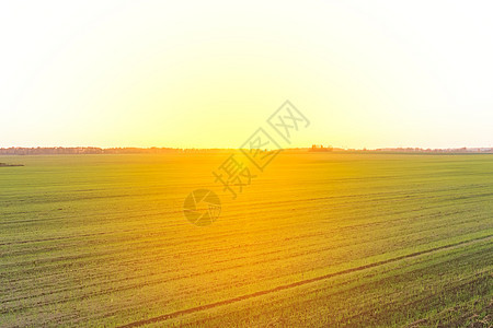 阳光明亮的黄光日落 大自然 夏季户外绿地土地农业季节农田谷物国家天空地平线环境小麦图片