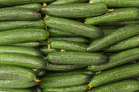 绿色黄瓜 有花园床铺背景的天然蔬菜植物群营养市场农场饮食农业植物沙拉团体收成图片