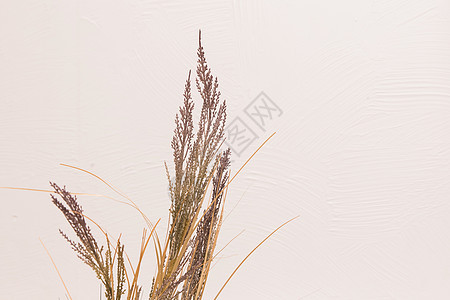 小麦草 白种天然谷类种植 白种幼苗生长生活发芽玻璃收成营养食物烹饪病菌图片