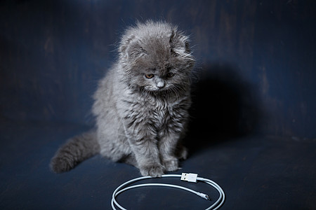 小英国折叠小猫玩有线电视 充电电话房子爪子血统毛皮猫科动物宠物耳朵蓝色猫咪头发图片