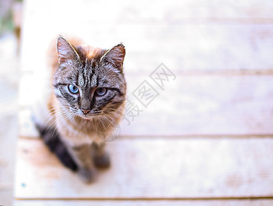 蓝眼猫脊椎动物白色胡须布娃娃动物猫咪宠物主题哺乳动物棕色图片