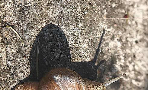 葡萄蜗牛在草地上爬行宏观螺旋形地面植物生活生物食物花园荒野天线图片