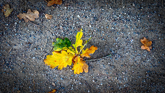 黄色秋天橡树叶灰色背景图片