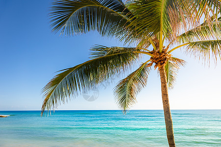 荷属安的列斯群岛阿鲁巴日落时有棕榈树和棕榈树的伊德利克卡里贝海滩蓝色热带气候晴天荷属风景季节海岸线旅游天堂图片
