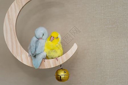 Fupus 小小鹦鹉鸟在迷你月亮的木头摇摆上徘徊婴儿热带栖息羽毛黄色爱情翅膀宠物夫妻白色图片