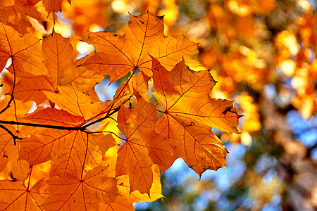 在阳光明媚的一天 棕色森林上 秋天明亮的山坡叶图片