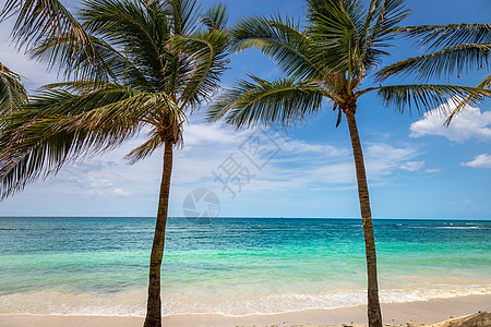 热带天堂 有棕榈树的加勒比海滨 牙买加蒙特哥湾气候晴天假期天空旅行旅游蓝色风景支撑海滩图片