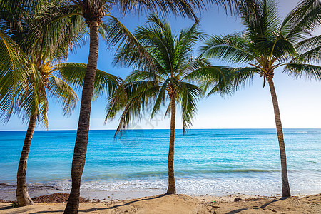 热带天堂 有棕榈树的加勒比海滨 牙买加蒙特哥湾海景假期海岸线团体蓝色旅行风景晴天天空气候图片