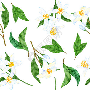 白柑橘柠檬花在有绿叶的小树枝上 水彩无缝的手画图案 在南边婚礼邀请函中 高雅的面粉夏季花卉背景 包装纸织物图片