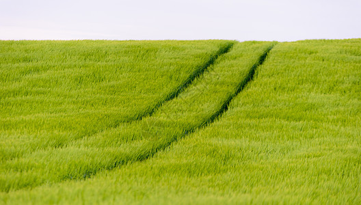 日落时 绿田和年轻的大麦田小麦农业场地蓝色粮食季节测量生长稻草阳光图片