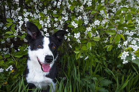 鲜花中的快乐狗 宠物在笑公园朋友犬类花园技巧小猎犬花朵乐趣草地动物图片