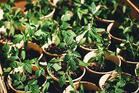 种植在土壤中生长的年轻番茄树幼苗栽培植物学发芽植物叶子蔬菜农业杯子园艺季节图片