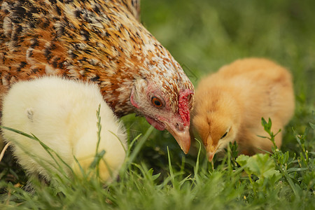 母鸡和母鸡在草地上散步食物农业生物养鸡婴儿公鸡家庭牧草养育小鸡图片