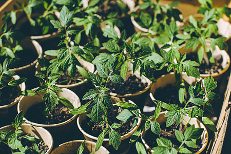 种植在土壤中生长的年轻番茄树幼苗泥炭栽培农场杯子季节园艺盒子农业窗台地球图片