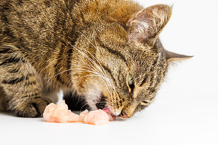 白底吃生鸡肉的可口小猫饮食午餐宠物毛皮女性哺乳动物母鸡早餐动物营养图片