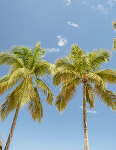 加勒比圣卢西亚岛蓝色天空中孤立的棕榈树和青蓝天图片