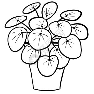 中国金钱植物 pilea 在一个罐子里用黑色线条勾勒出卡通风格 为室内设计涂色的室内植物花卉植物 采用简单的极简主义设计 植物女图片