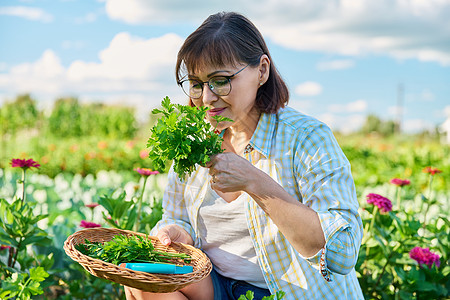 菜园中年期妇女 种植食草类作物修枝烹饪中年花园农业食物香料植物味道茄子图片