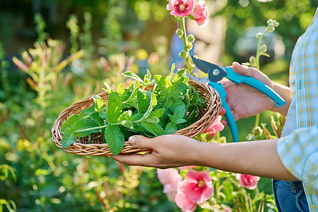 采摘薄荷叶 女人的手 在花园里用打水机和棍子板树叶园艺草本植物农业食物农场芳香叶子植物香料图片