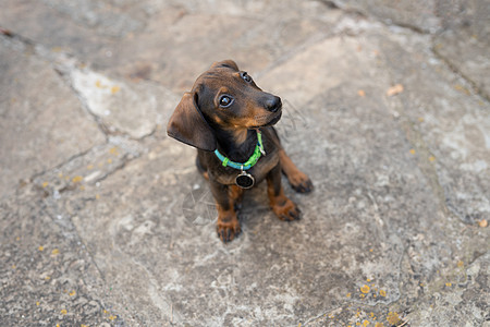 戴绿宝石项链和黑名牌的狗狗 贴近一只小狗的脸 宠物概念 (笑声)图片