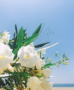 花卉盛开婚礼 假日和花园风格的概念花朵花瓣植物群植物学植物礼物仪式花束捧花问候语图片