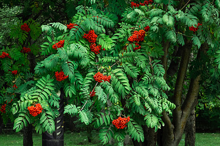 红山红灰莓在树枝上加绿色叶叶 夏秋花园路边的排成树种植园水果问候语卡片明信片墙纸植物浆果公园装饰图片
