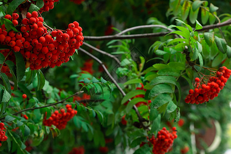 红山红灰莓 树上有绿叶的树枝 夏秋花园有排木风景森林季节风格问候语场景水果农场海报墙纸图片