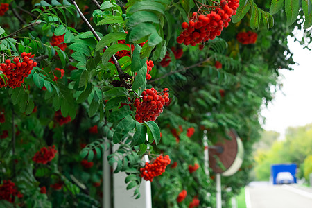 红山红灰莓在树枝上加绿色叶叶 夏秋花园路边的排成树明信片海报花梨木公园水果森林问候语季节街道荒野图片