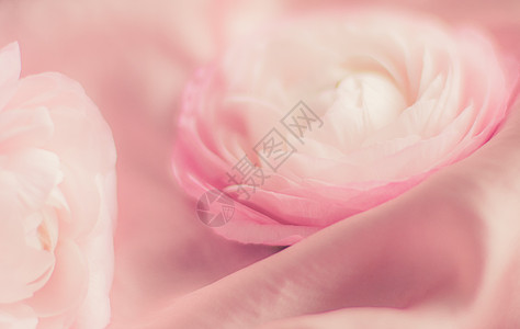 柔软丝绸上的粉红玫瑰花  婚礼 节假日和花花背景风格的概念花店问候语植物群植物学捧花庆典香水新娘美丽植物图片