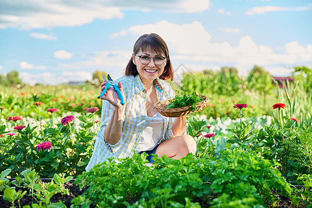 菜园中年期妇女 种植食草类作物香料园艺蔬菜花园女性中年园丁剪刀植物茄子图片