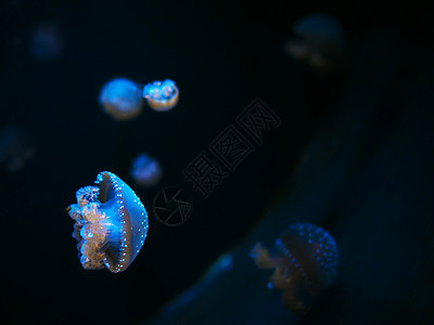 美丽的五颜六色的水母在黑色背景的水族馆中游泳的宏观特写镜头 平滑稳定的跟踪相机镜头 水下野生动物的自然美景月亮动物群情调海蜇生活图片