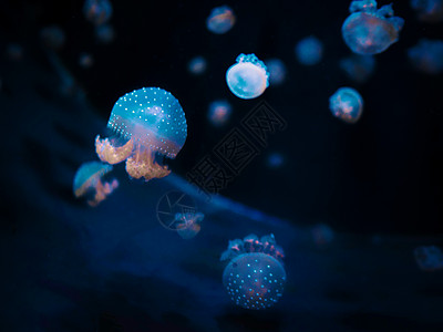 美丽的五颜六色的水母在黑色背景的水族馆中游泳的宏观特写镜头 平滑稳定的跟踪相机镜头 水下野生动物的自然美景异国热带触手科学海洋盐图片