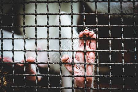 一只猴子在监狱里感到孤独和悲伤 一只猴子的眼睛 因为它被关在动物园的笼子里野生动物荒野酒吧捕食者大猩猩金刚鼻子犯罪自由栅栏图片