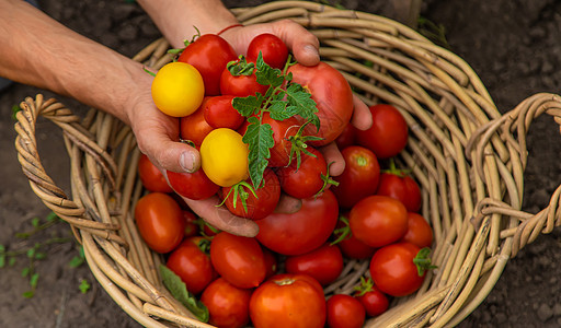 男性农民在花园收获西红柿 有选择的焦点园丁收成植物蔬菜花园园艺生态篮子生长栽培图片