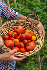 男性农民在花园收获西红柿 有选择的焦点国家工人收成男人乡村营养农业水果生态生长图片