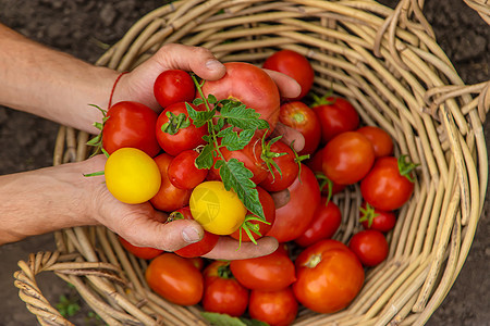 男性农民在花园收获西红柿 有选择的焦点生长花园采摘温室生产栽培篮子植物工人宏观图片