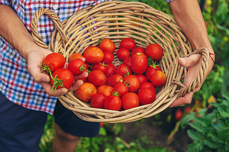 男性农民在花园收获西红柿 有选择的焦点蔬菜工人男人栽培生态温室花园国家园艺农业图片