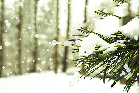 雪地森林背景下的雪中一棵fir树的枝子图片