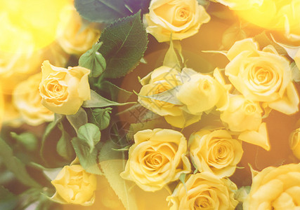 阳光下的黄玫瑰花束     春天 母亲节和假日概念植物群乡村风格太阳耀斑礼物装饰玫瑰静物花朵乡愁图片
