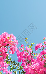 生活盛开花艺邀请函模板植物植物群假期庆典背景花瓣海报图片