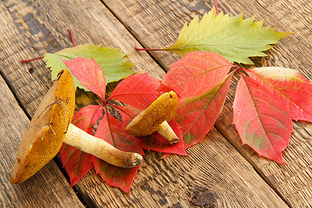 秋天还有蘑菇 绿叶和红叶图片