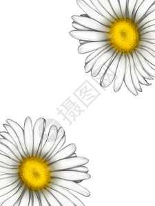 洋甘菊花的插图 明信片设计的背景 一大束雏菊 浅色背景上的白花橙子叶子图案农业植物太阳晴天手绘花园植物群图片