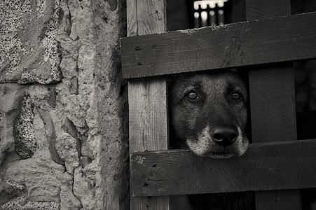 你会伤害无辜的人吗动物悲伤警卫狗窝社会庇护所宠物毛皮孤独金属图片