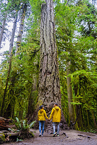 温哥华岛加拿大森林和Douglas树上穿黄雨夹克的树木荒野旅游远足女性蜜月踪迹大树大教堂木头夫妻图片