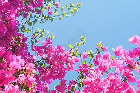 粉色浪漫邀请函生活盛开框架庆典植物植物群花艺花瓣模板花园晴天天空背景